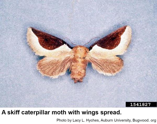 A skiff caterpillar moth with the wings spread.